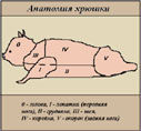 Анатомия хрюшки / Илья Кабаков 